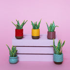 Miniature Plant