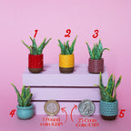 Miniature Plant