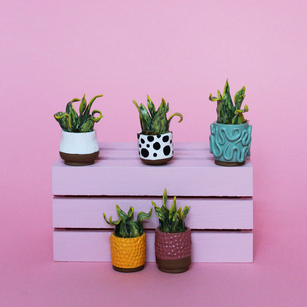 Miniature Plant