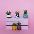 Miniature Plant