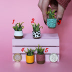 Miniature Plant