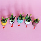 Miniature Plant