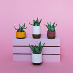 Miniature Plant