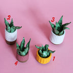 Miniature Plant