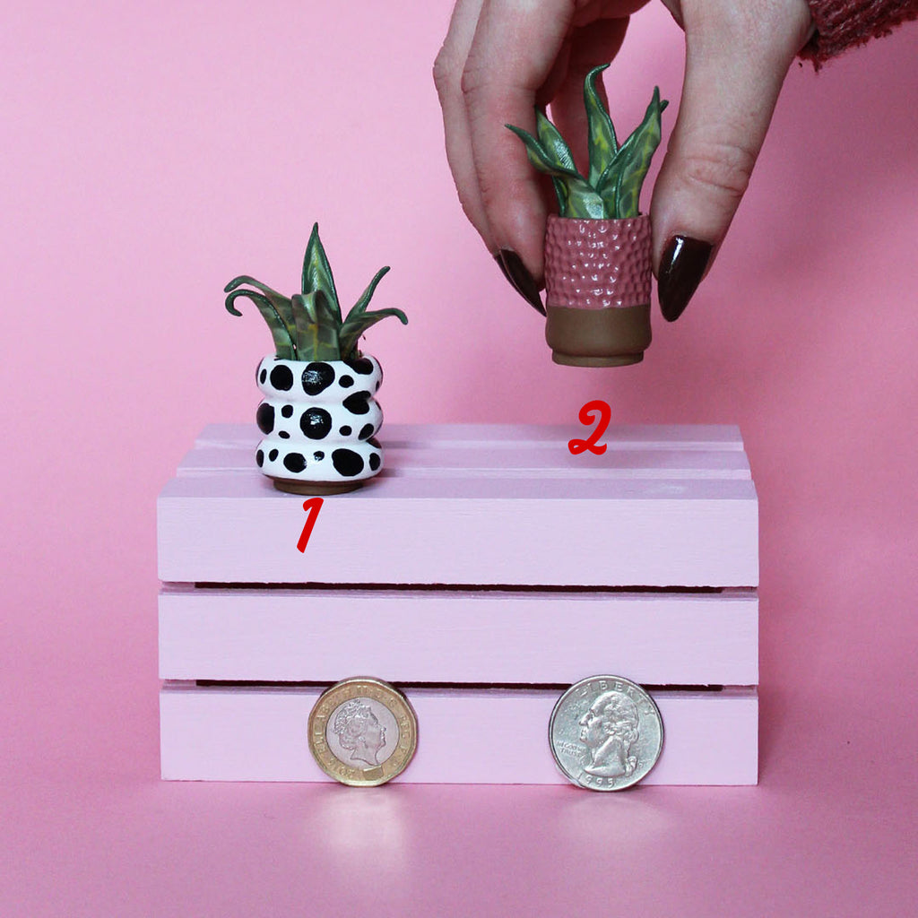 Miniature Plant