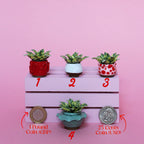 Miniature Plant