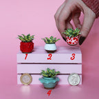 Miniature Plant