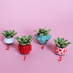 Miniature Plant