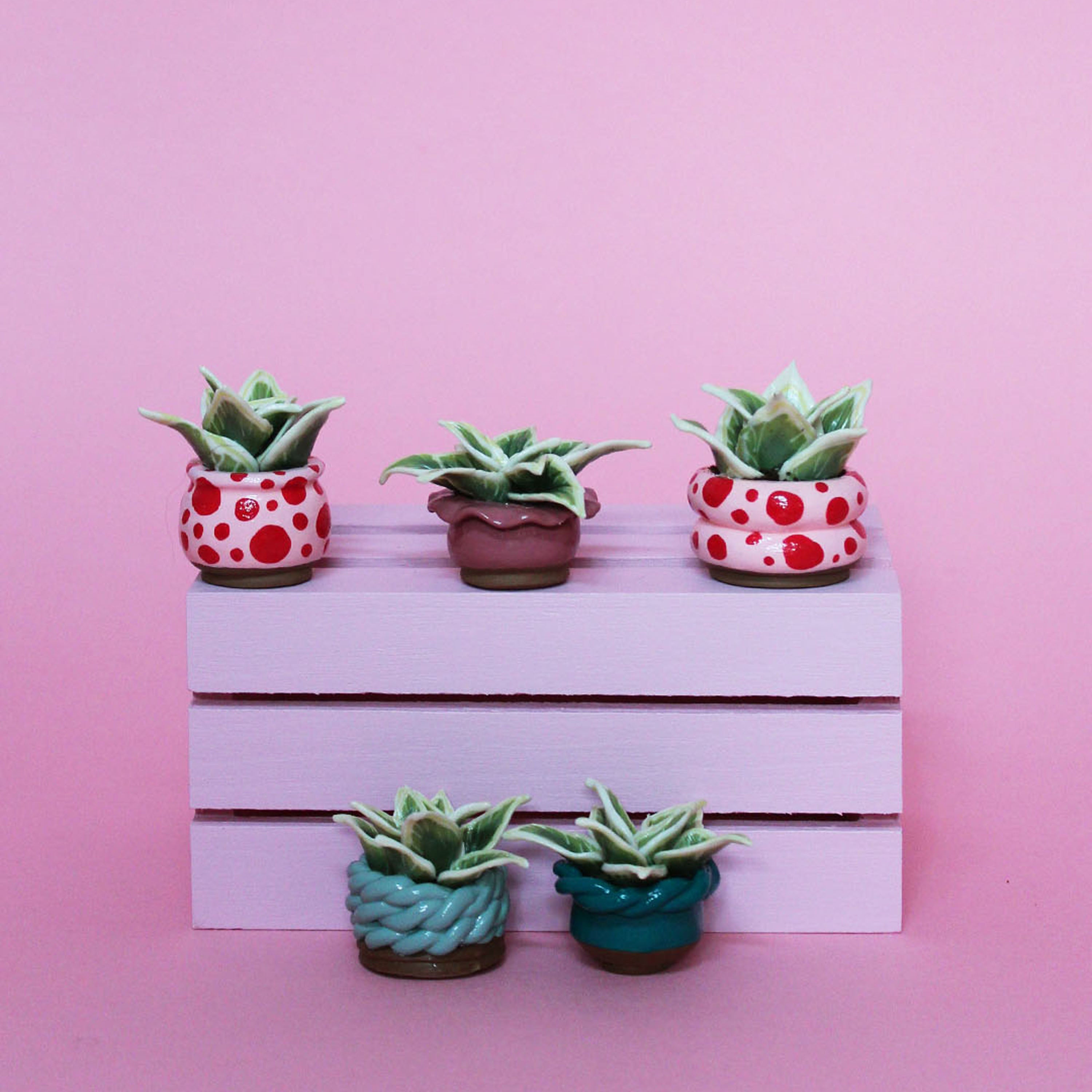 Miniature Plant