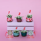 Miniature Plant