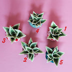 Miniature Plant