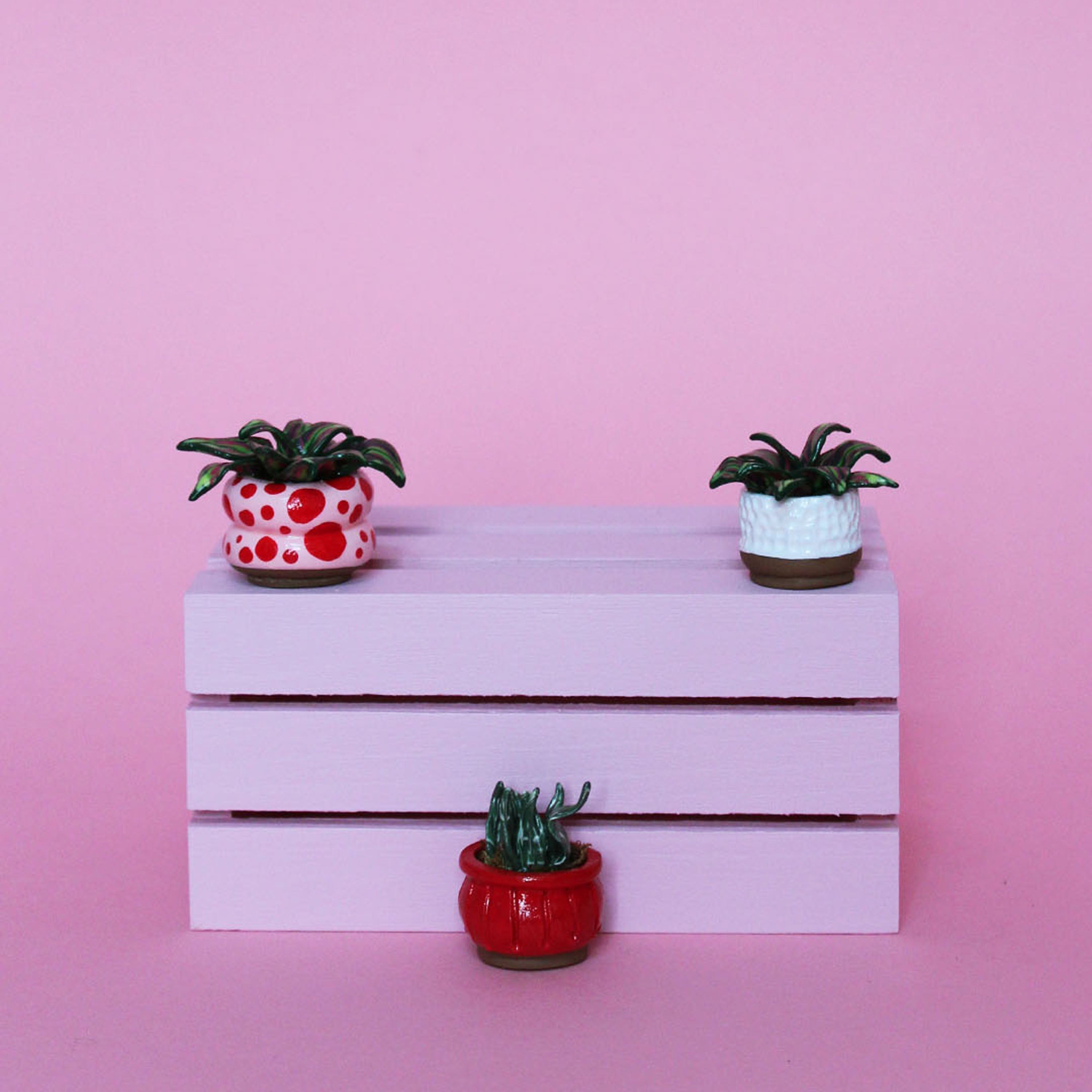 Miniature Plant