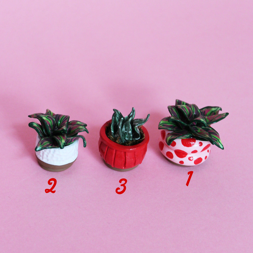 Miniature Plant