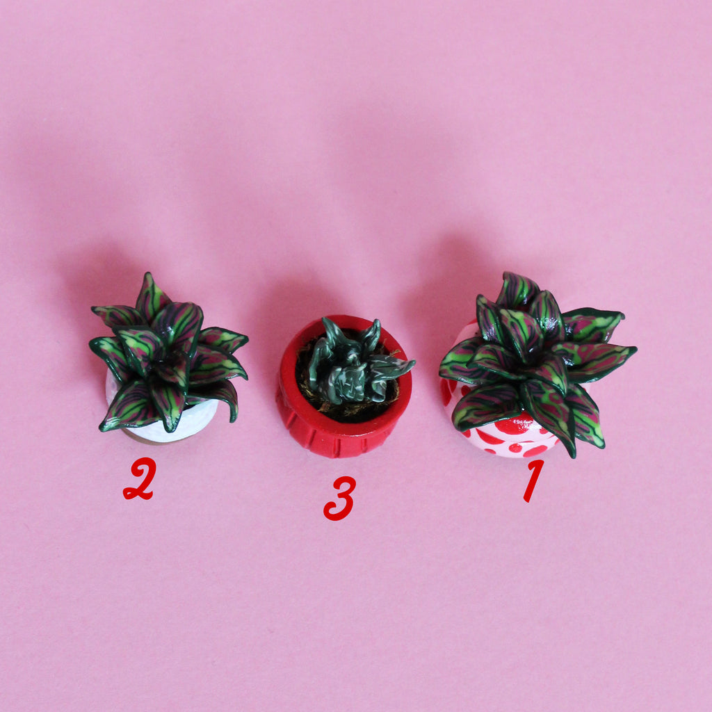 Miniature Plant