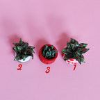 Miniature Plant
