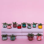 Miniature Plant