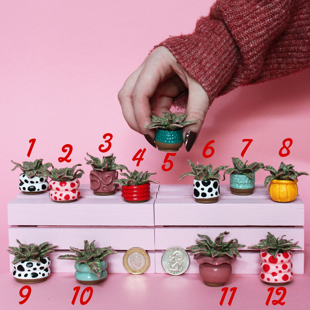 Miniature Plant