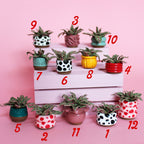 Miniature Plant