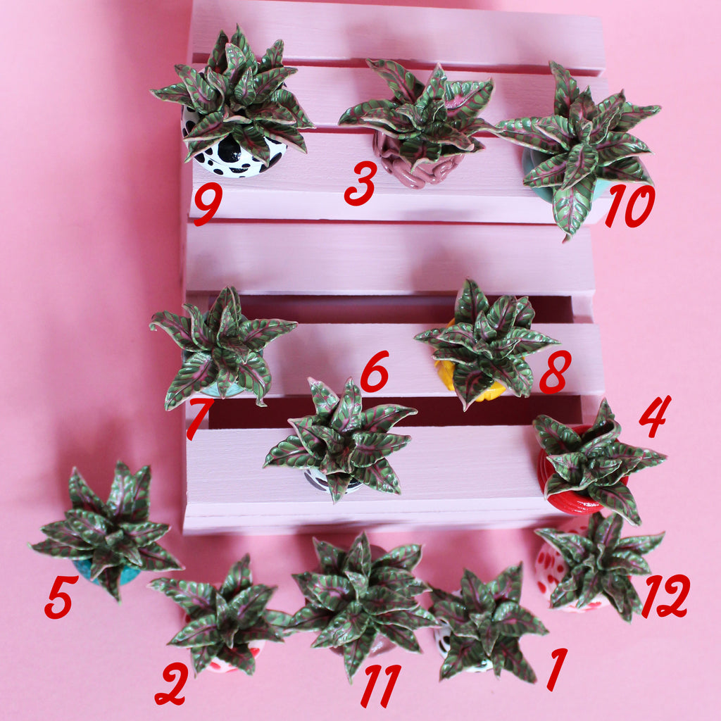 Miniature Plant