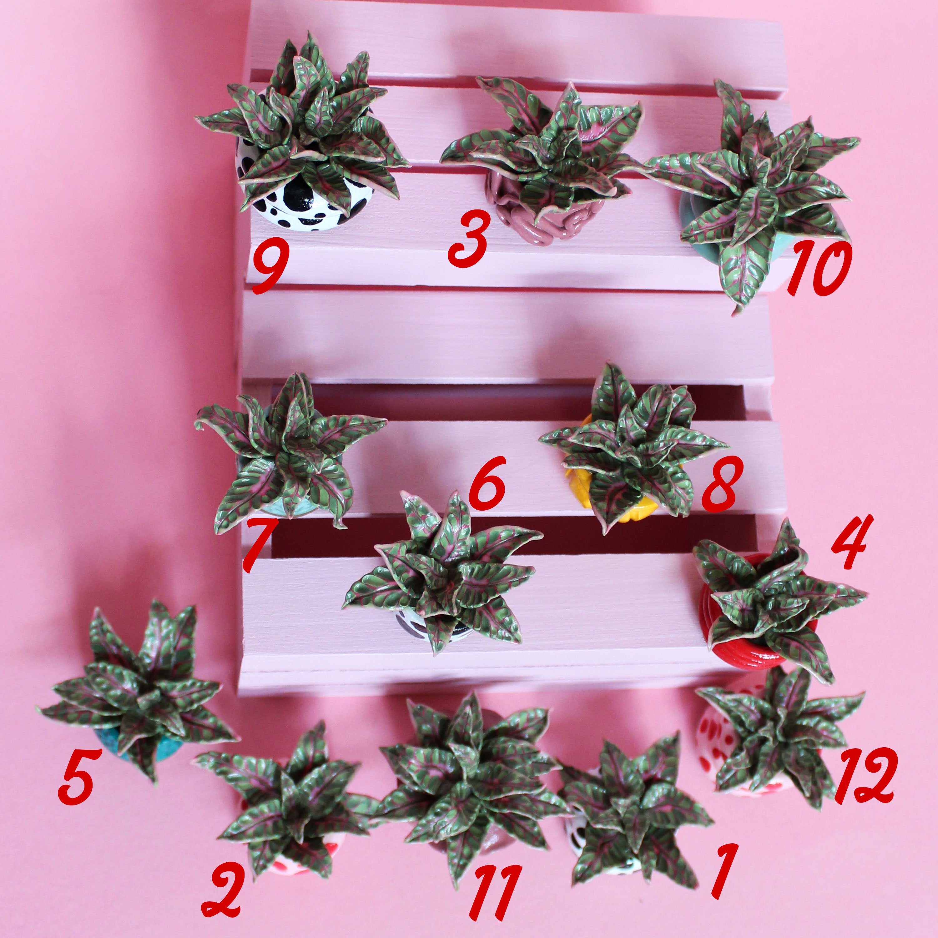 Miniature Plant