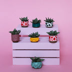 Miniature Plant