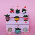 Miniature Plant