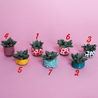 Miniature Plant