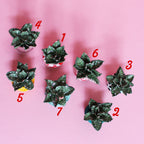 Miniature Plant