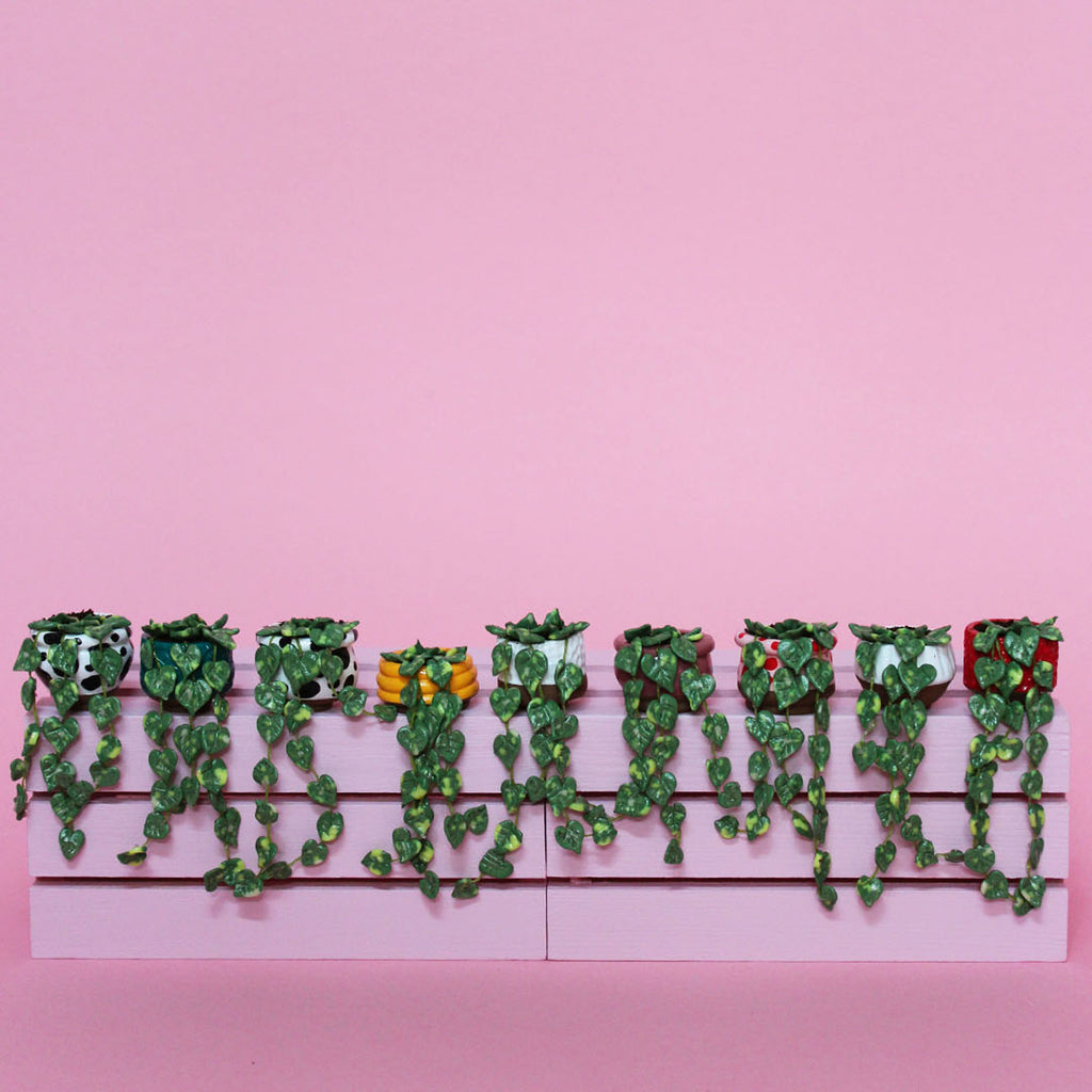 Miniature Trailing Plant