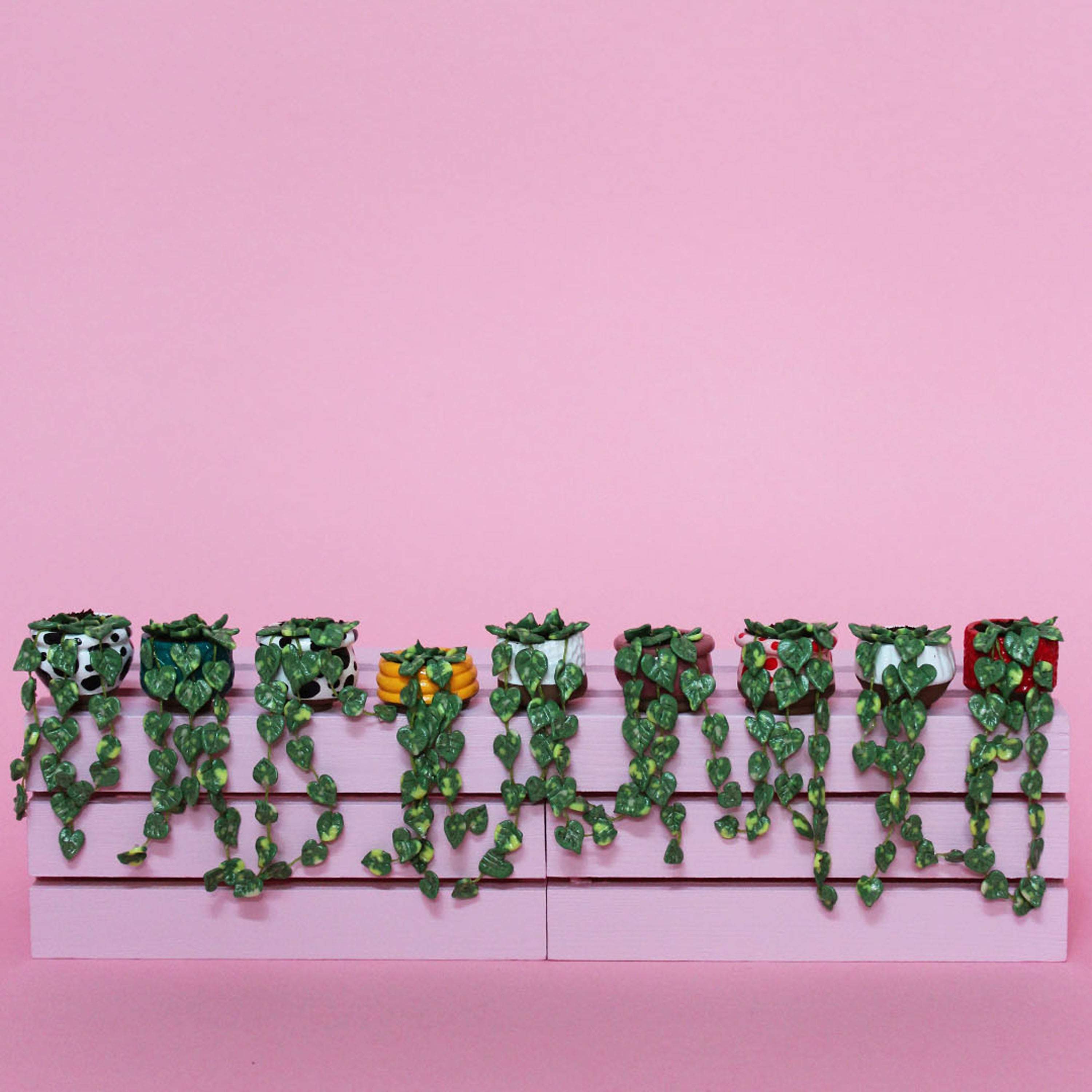 Miniature Trailing Plant