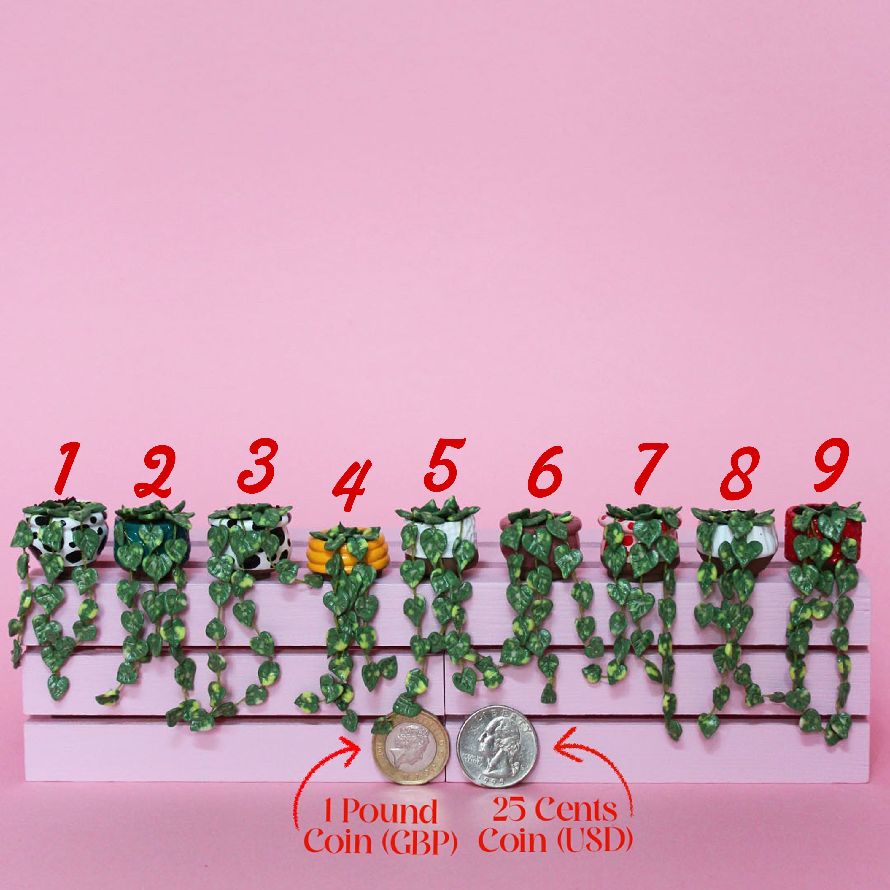 Miniature Trailing Plant