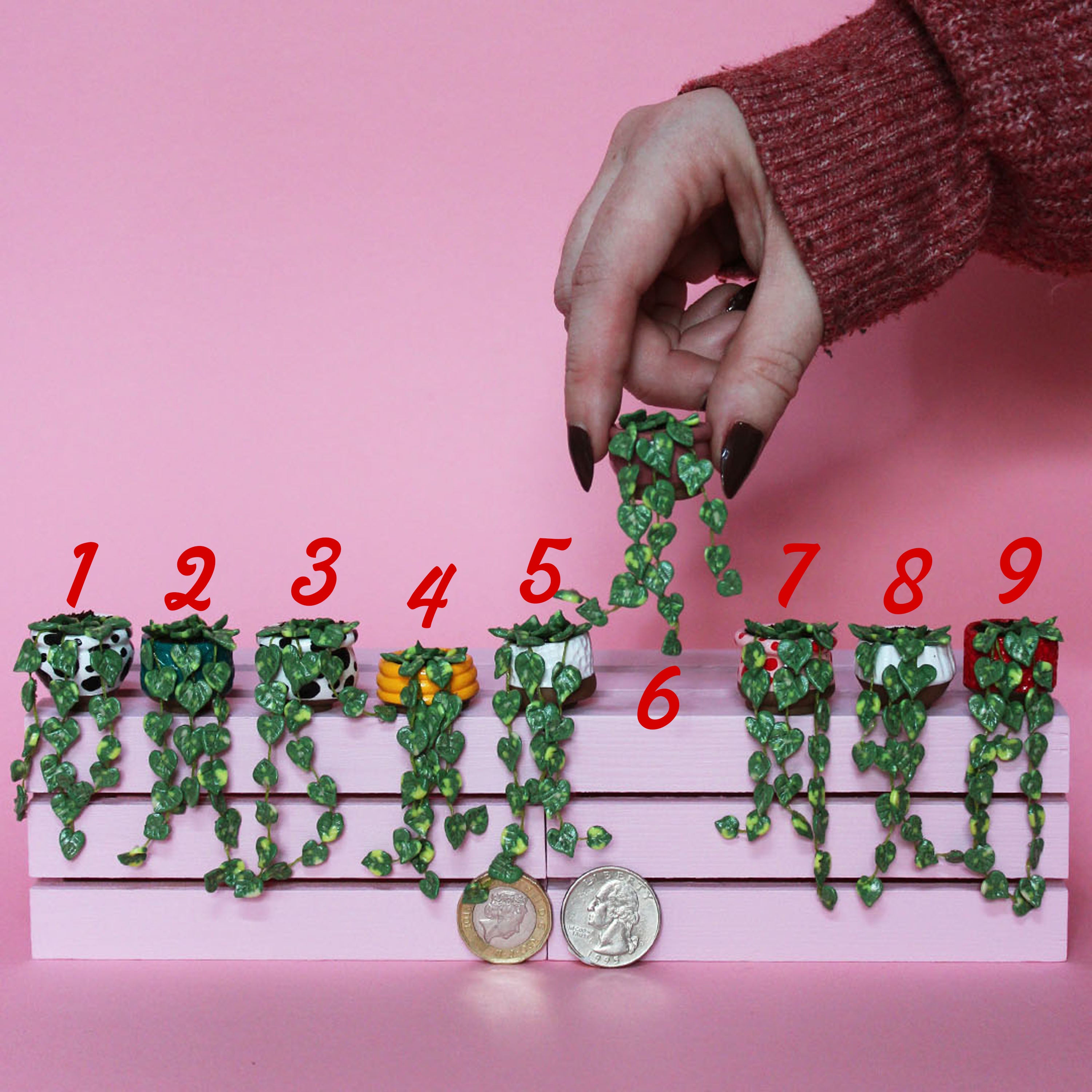 Miniature Trailing Plant