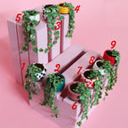 Miniature Trailing Plant