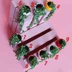 Miniature Trailing Plant