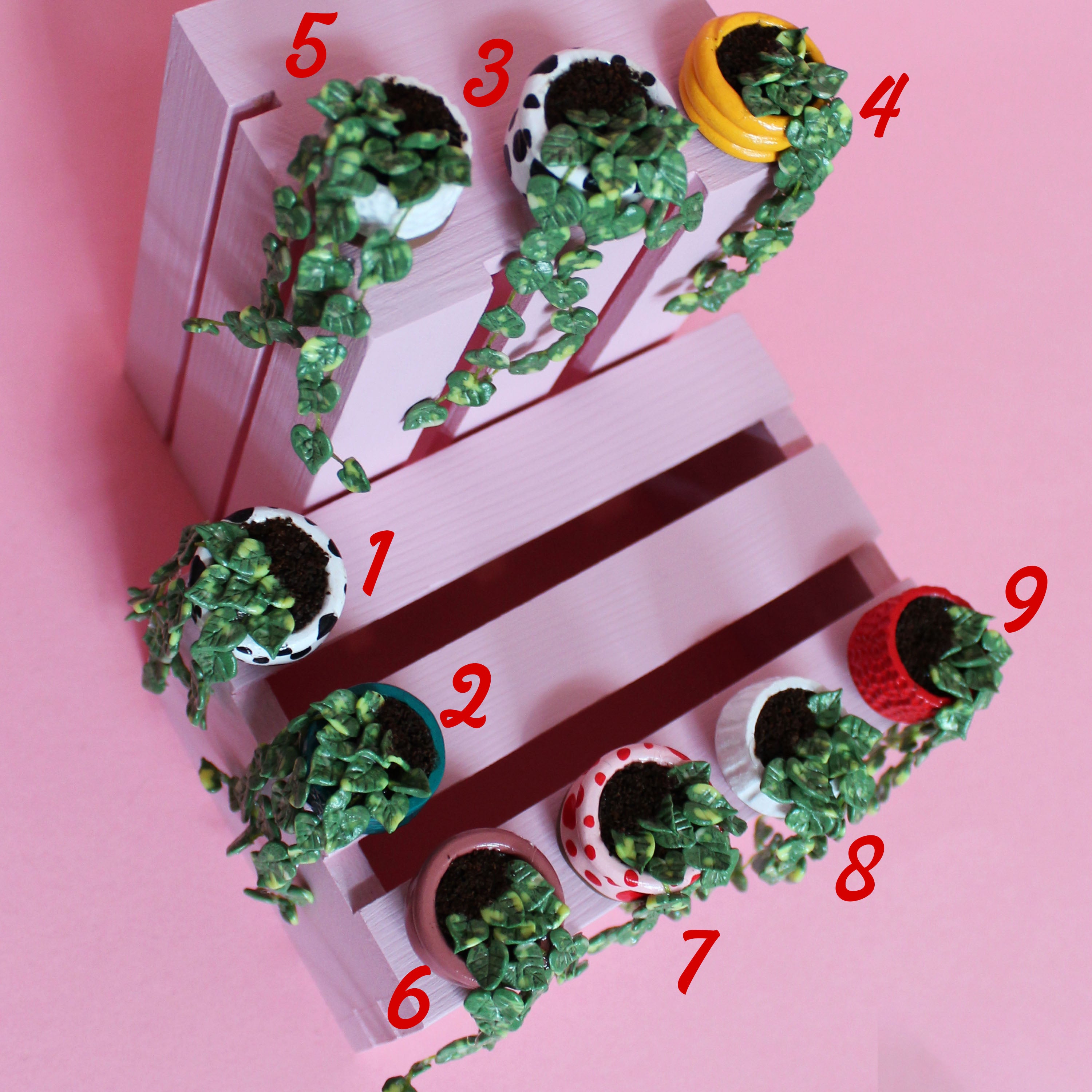 Miniature Trailing Plant