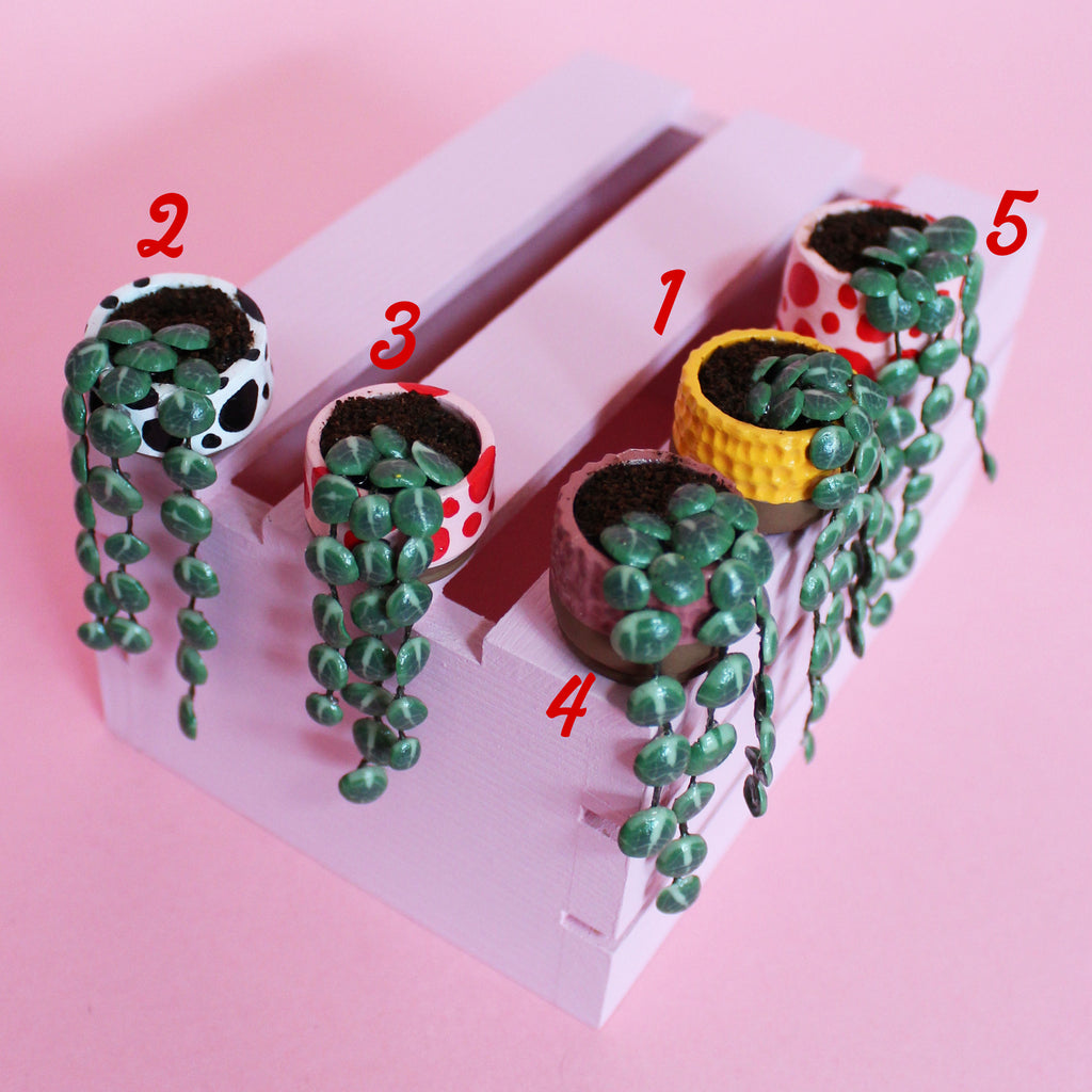 Miniature Trailing Plant