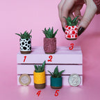 Miniature Plant