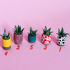 Miniature Plant