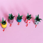 Miniature Plant