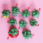 Miniature Plant