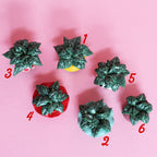 Miniature Plant
