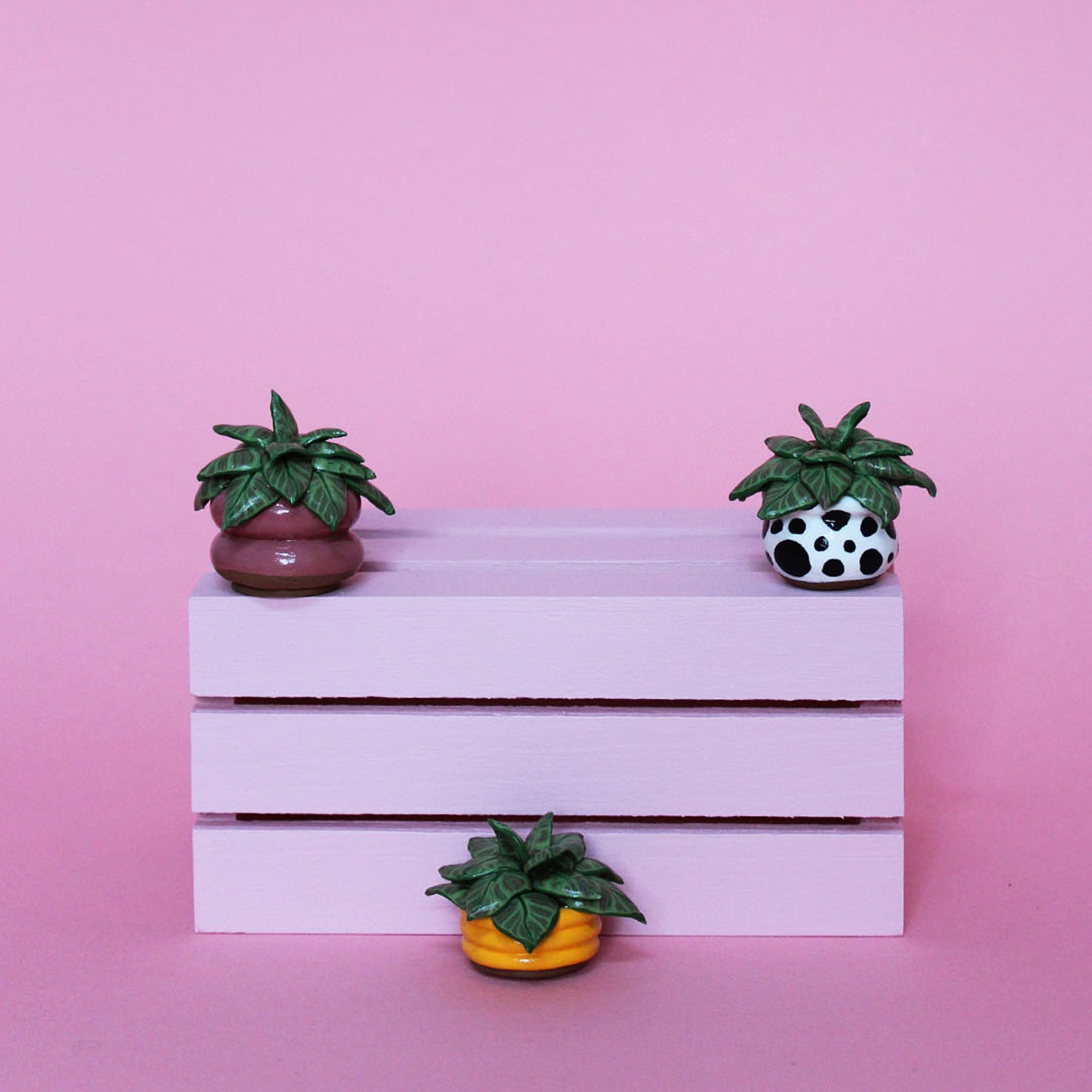 Miniature Plant