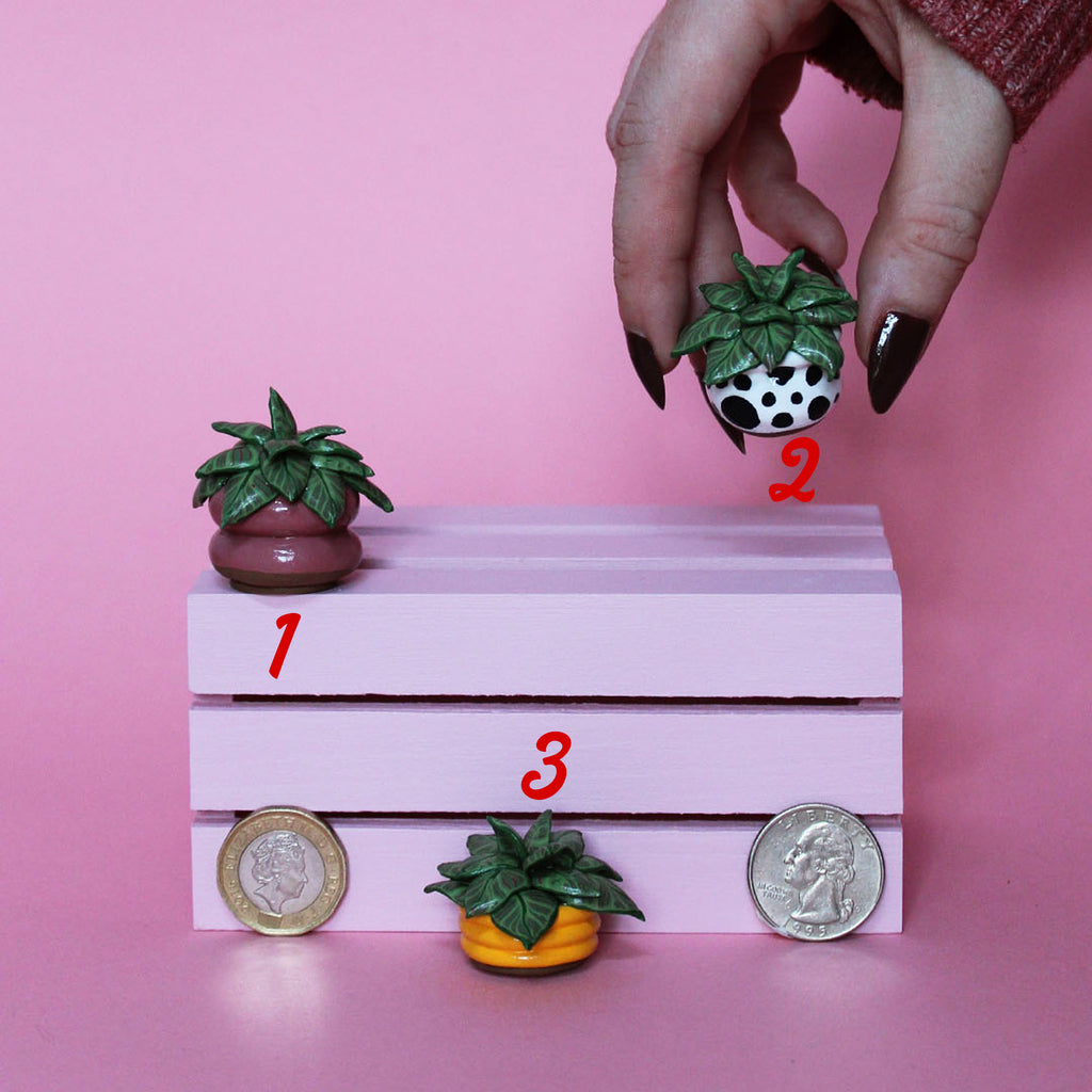 Miniature Plant