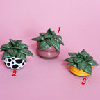 Miniature Plant