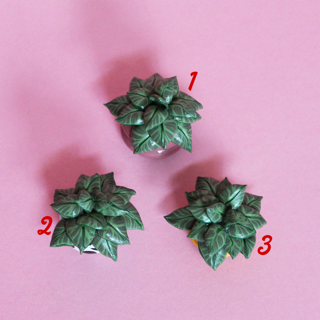 Miniature Plant