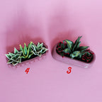 Miniature Triple Plant Planter
